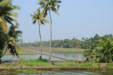 Backwater Irrigation