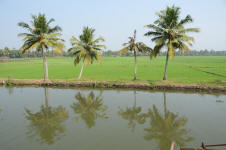 Backwater Irrigation