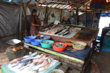 Fresh Fish