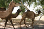 Camels