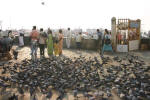 Pigeons