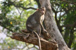 Monkey in Tree
