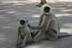 Monkeys Cleaning