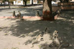 Ranakpur Monkeys