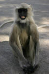 Screeching Monkey
