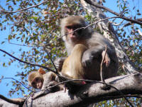 Langurs