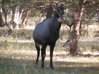 Nilgai
