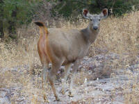 Sambar Deer