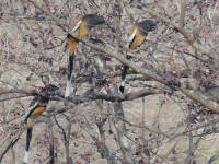 Rufous Treepie