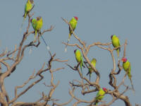 Parakeets