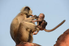 Langurs