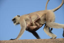 Langurs