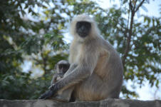Langurs