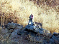 Leopard Yawning
