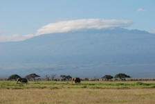 Elephant and Kilimanjaro