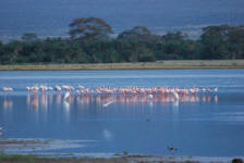 Flamingos