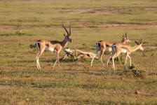 Grant's Gazelle