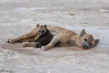 Spotted Hyenas