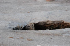 Hyena Den