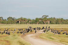 Marabou Storks