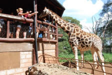 Feeding Giraffes