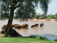African Elephants