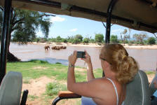 Elephants in River