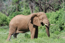 Pachyderm