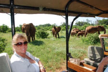 Plenty of Elephants