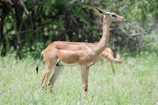 Female Gerenuk