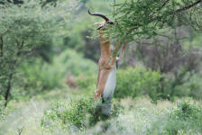 Upright Gerenuk