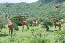 Reticulated Giraffes