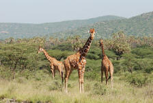 Reticulated Giraffe