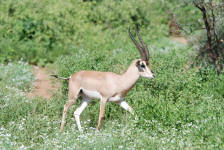 Grant's Gazelle