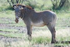 Grevy's Zebra