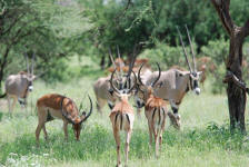 Oryx and Impala