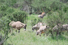 Oryx