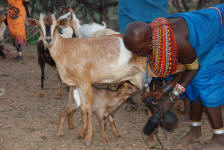 Samburu Diet