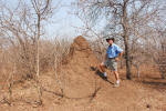 Termite Mound