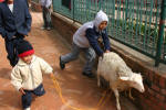 Pushing Along the Sacrificial Lamb