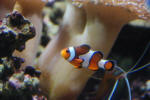Found Nemo Again!