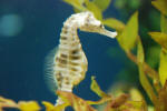 Seahorse