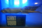 Giant Squid
