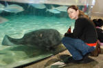Giant Manta Ray