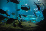 Kelly Tarlton's Undersea World