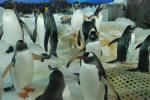 Penguins!