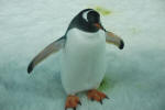 Cute Bugger