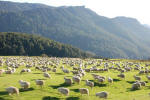 Sheep and More Sheep