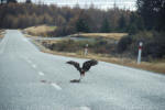 Harry the Hawk
