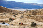 Pukaki Cows